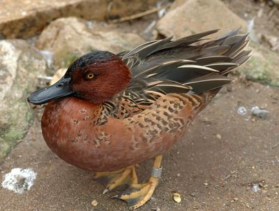 Cinnamon Teal