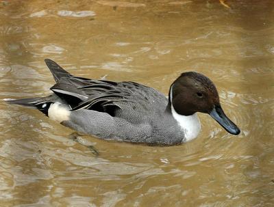 Northern Pintail