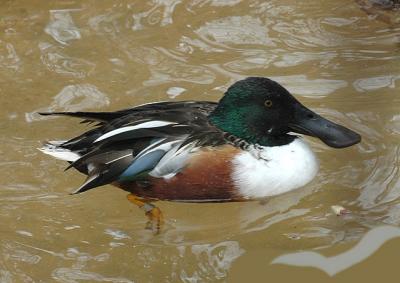 Dabbling Ducks