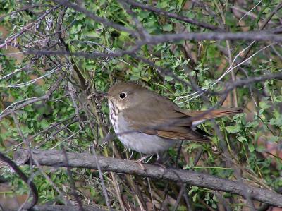 hermit thrush.jpg