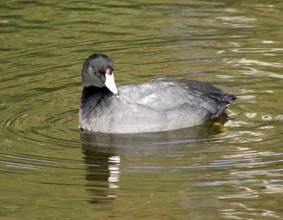 coot 2.jpg
