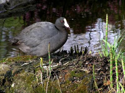 coot.jpg
