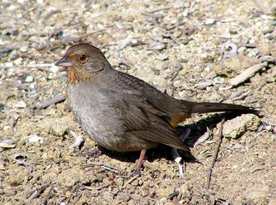 ca towhee 4.jpg