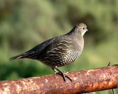 ca quail female 2.jpg