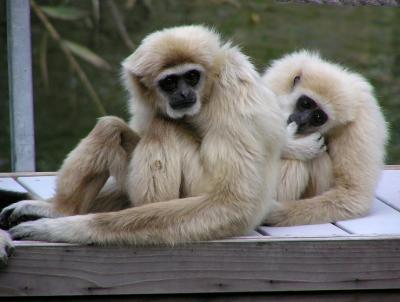 u14/lesliej/medium/42583045.langurs.jpg