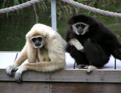u14/lesliej/medium/42583048.langurs3.jpg