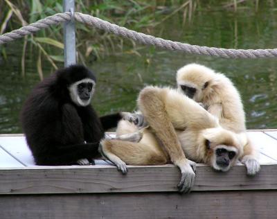 gibbons 2jpg