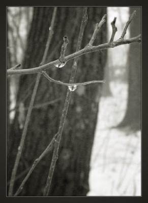 IMG_0846wbw.jpg