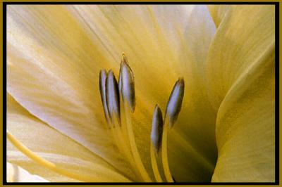 yellow lily # 1