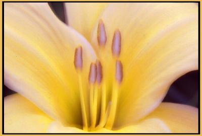 yellow iris-orton