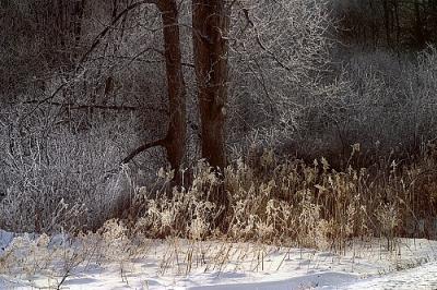 winter field