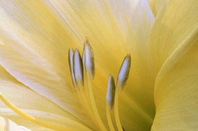 yellow lily # 1