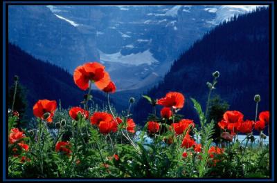 Poppies at Lake Louise