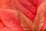 pointsettia leaves