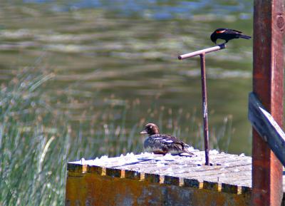 YD-Pond-Duck.jpg
