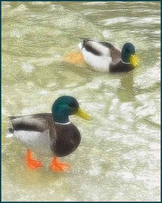 Ducks!
