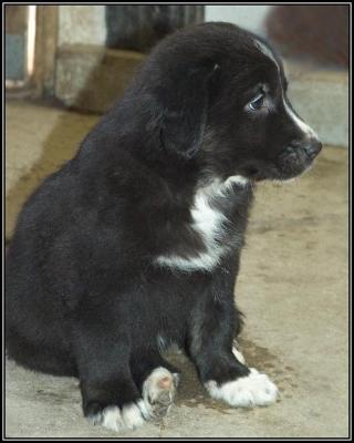 George  - 7 weeks