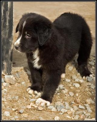 George  - 7 weeks
