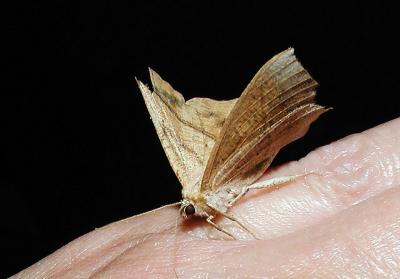 Large Maple Spanworm Moth (Prochoerodes transversata)