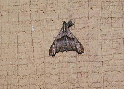 Dark Spotted Palthis (Palthis angulalis) [Noctuidae , Herminiinae]