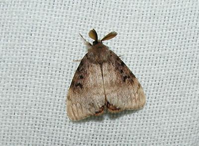 Gypsy Moth (Lymantria dispar)