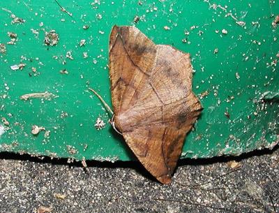Large Maple Spanworm Moth (Prochoerodes transversata)