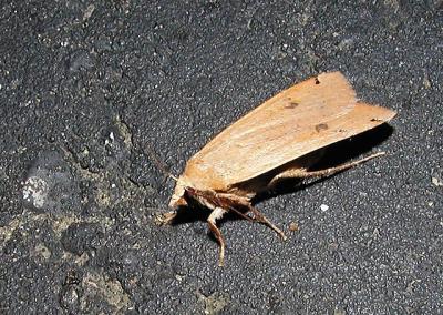 Greater Yellow Underwing (Noctua pronuba)