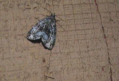 Large Mossy Lithacodia (Lithacodia muscosula)