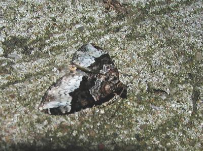 White Banded Toothed Carpet (Epirrhoe alternata)