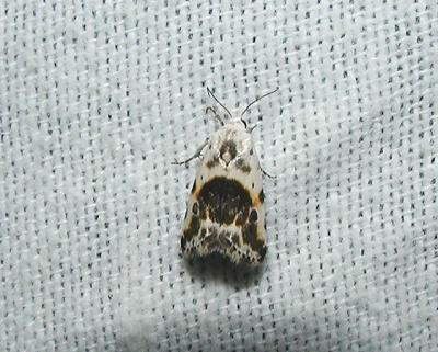 Olive-shaded Bird Dropping Moth (Tarachidia candefacta)