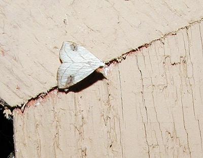 Rivula propinqualis [Noctuidae , Rivulinae]