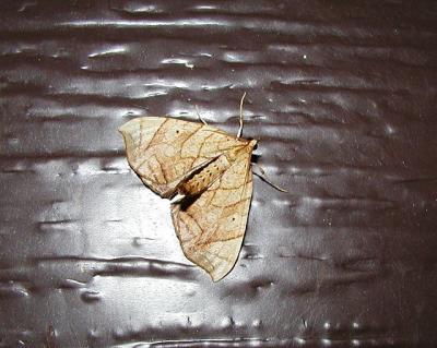 Lesser Grapevine Looper Moth (Eulithis diversilineata)