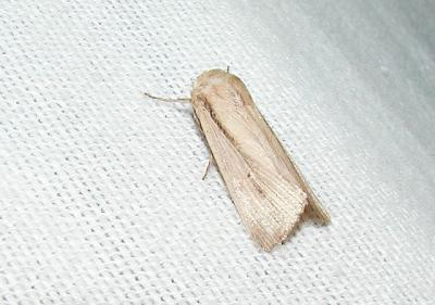 Aletia oxygala [Noctuidae , Hadeninae , Hadenini]
