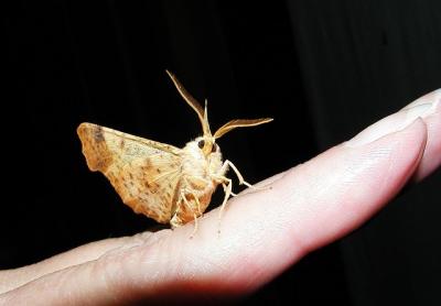 Maple Spanworm moth (Ennomos magnaria)