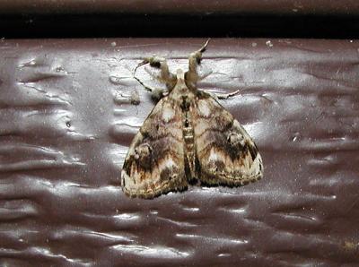 Douglas Fir Tussock Moth (Orgyia pseudotsugata) [Lymantriidae , Orgyiinae]