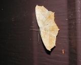 Large Maple Spanworm Moth (Prochoerodes transversata)