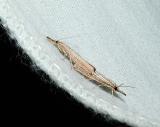 Vagabond Sod Webworm moths (Agriphila vulgivagella) [Pyralidae , Crambinae]