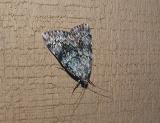 possible Old Wife Underwing (Catocala palaeogama)