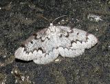 False Hemlock Looper Moth (Nepytia canosaria)
