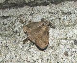 White-marked Tussock Moth (Orgyia leucostigma)