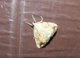 Purple Backed Cabbageworm Moth (Evergestis pallidata) [Pyralidae , Evergestinae]