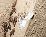 White-banded Toothed Carpet (Epirrhoe alternata)