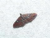 'The Gem' (Orthonama obstipata)