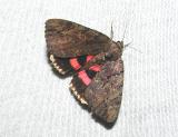 Darling Underwing (Catocala cara)