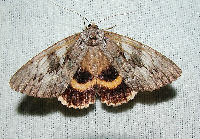 Yellow-banded Underwing (Catocala cerogama)