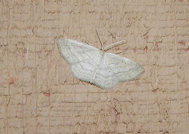 probable Soft Lined Wave (Scopula inductata) [Geometridae , Sterrhinae , Scopulini]
