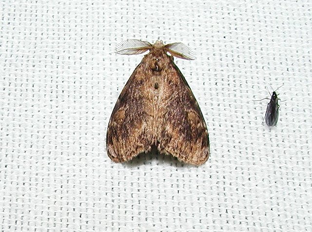 White-marked Tussock Moth (Orgyia leucostigma)