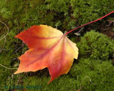 Maple Leaf Moss 175 bZ (watercolor)