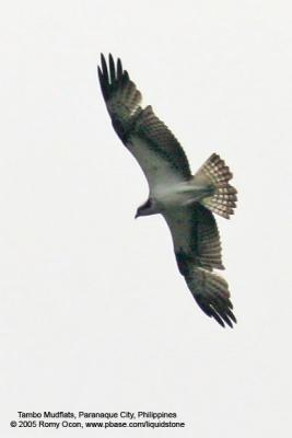 Osprey

Scientific name - Pandion haliaetus

Habitat - Associated with water both along coast and inland.