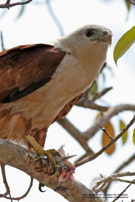 Brahminy Kite 

Scientific name - Haliastur indus 

Habitat - Open areas often near water, and also in mountains to 1500 m 

[400 5.6L, hand held]
